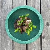 Ein Stapelstein Original in Dunkelgrün von oben. Im Stapelstein ist eine noch nicht aufgeblühte Frühlingsblume zu sehen.